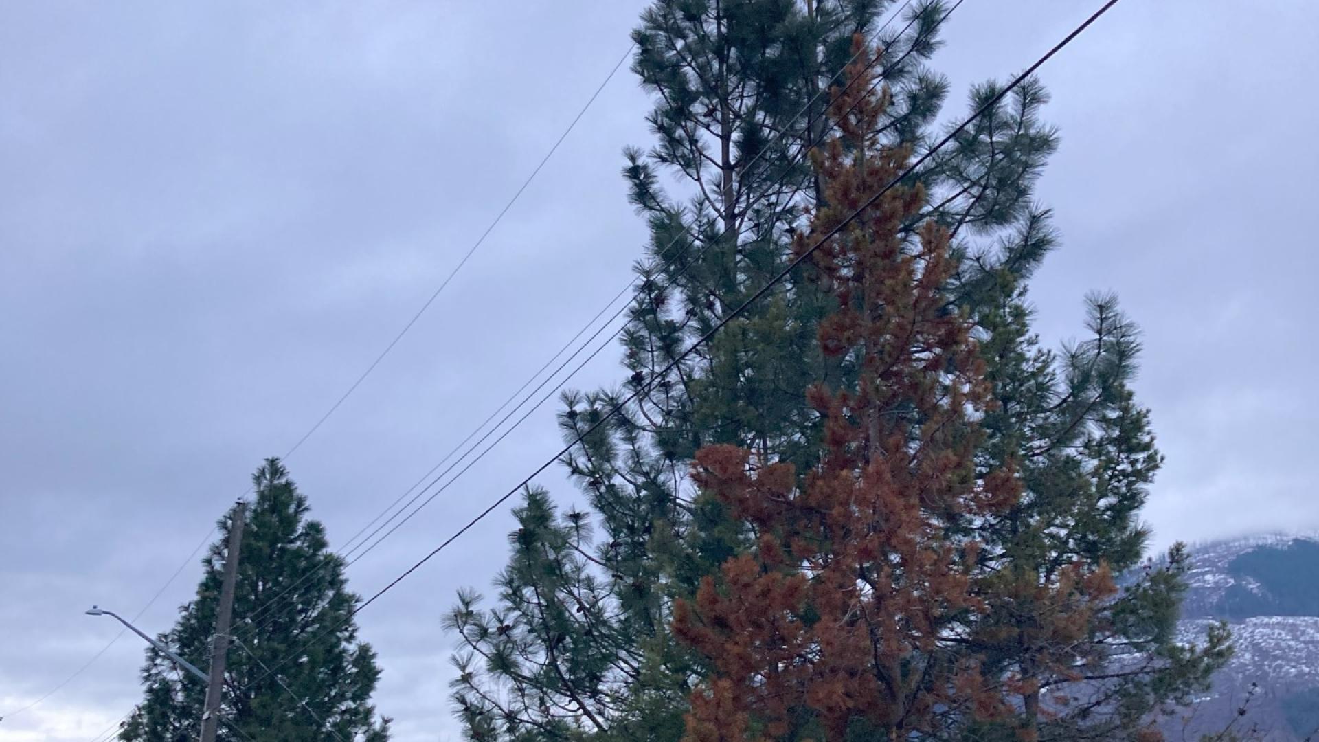 Tree tops touching power lines