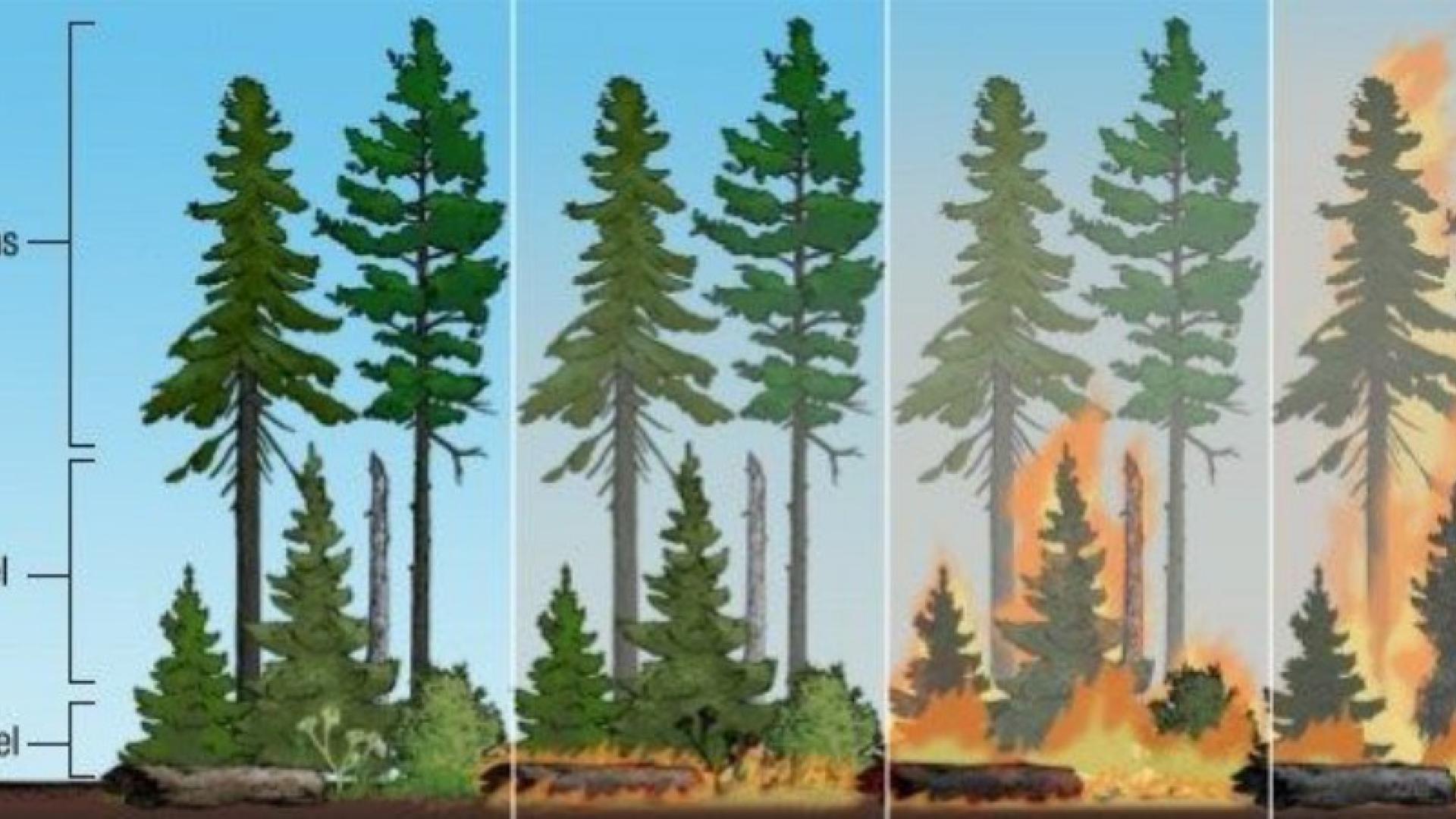 Types of forest fuels