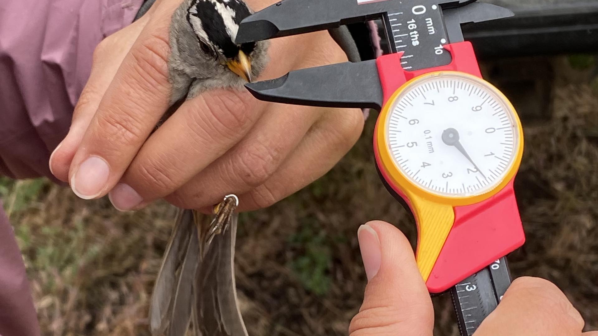 UBC bird migration study in Lytton