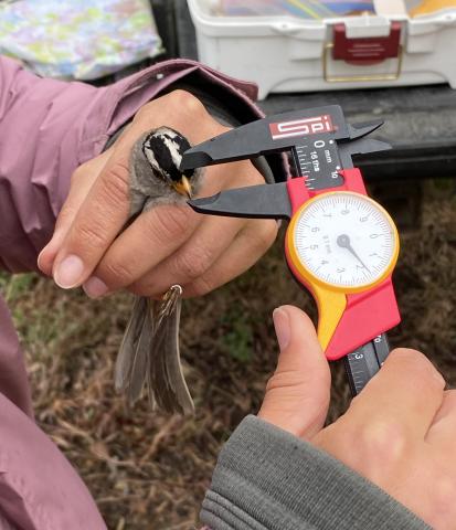 UBC bird migration study in Lytton